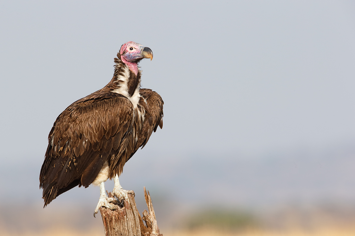 lappet-faced-vulture-on-perch-_y7o4140-mobile-tented-camp-mara-river-serengeti-tanzania	